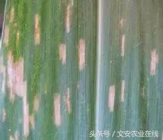玉米苗期缺素病害高清图谱大全,玉米各种病害图片大全大图