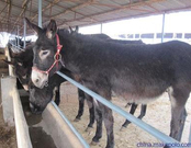 低三下四打工不如回家创业当老板，15种让你致富的养殖推荐