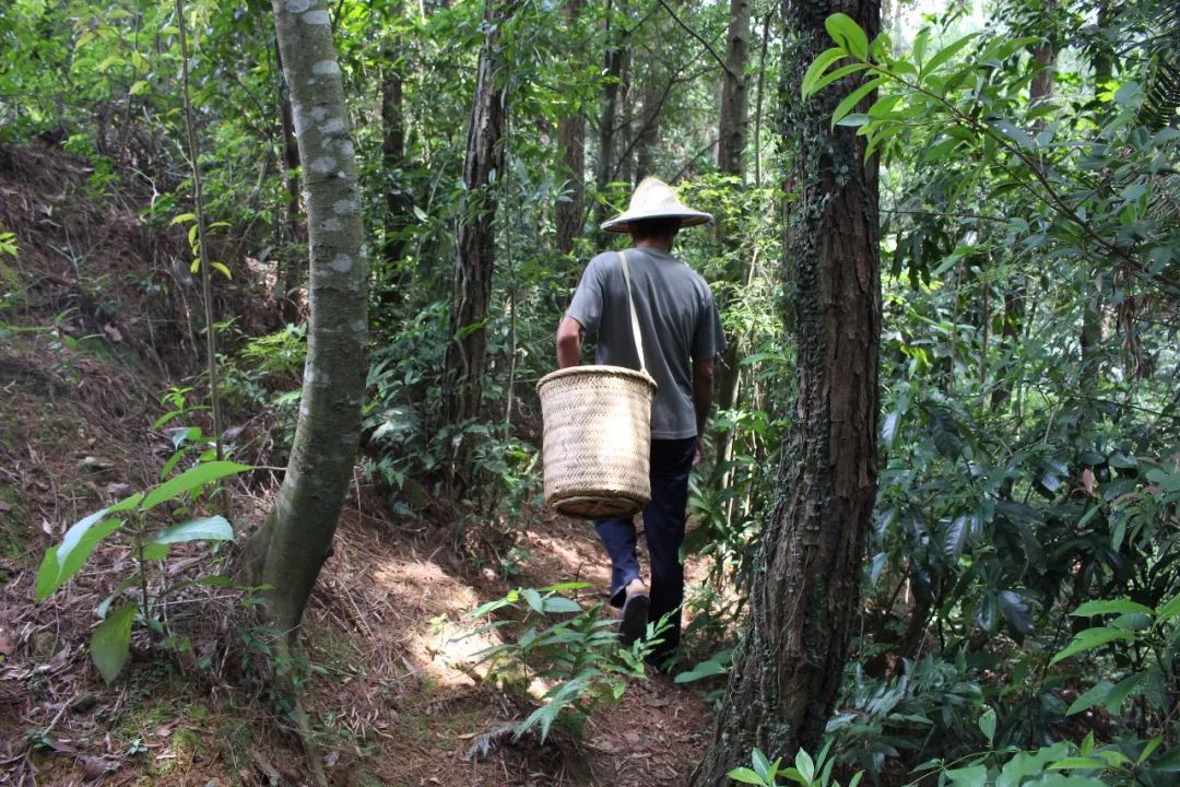 凤凰单丛茶水仙,凤凰单枞与凤凰单丛是两种茶吗