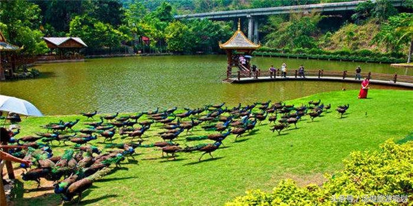 盘点那些花样百出的骗子,花样百出的骗局完整视频