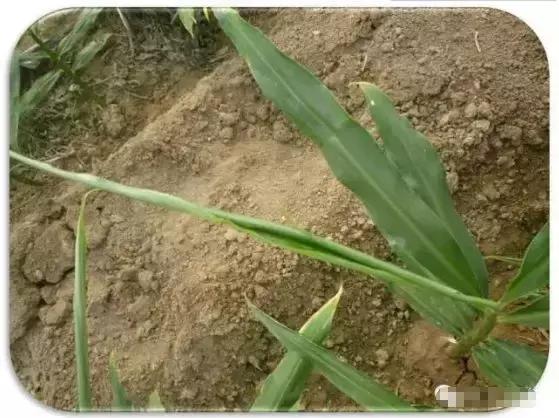 玉米小苗卷叶是什么原因,玉米卷叶是什么原因引起的