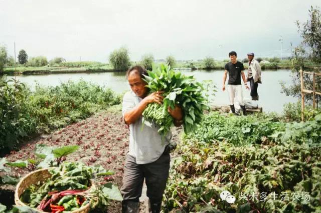 一个辍学生在大理租下23个足球场大的地方，种菜、养牛、建农场