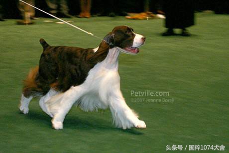 浅色素的罗威纳,陕系罗威纳犬