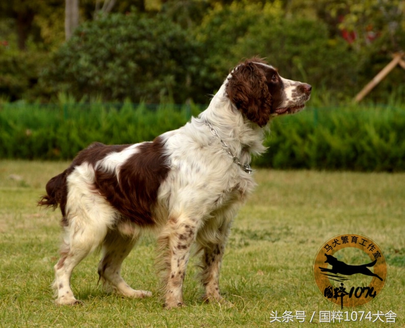 浅色素的罗威纳,陕系罗威纳犬