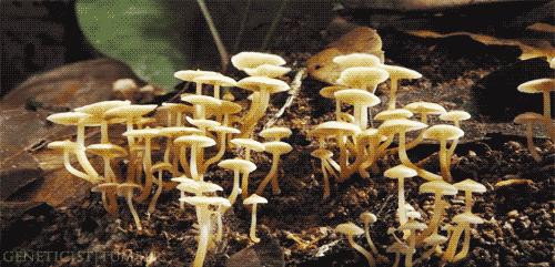 甘谷方言解说,甘谷方言版全文