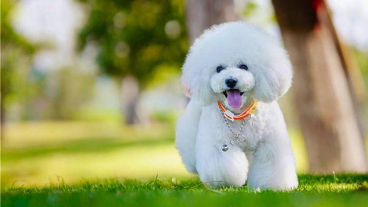 大家都爱养比熊,护理起来却有难度