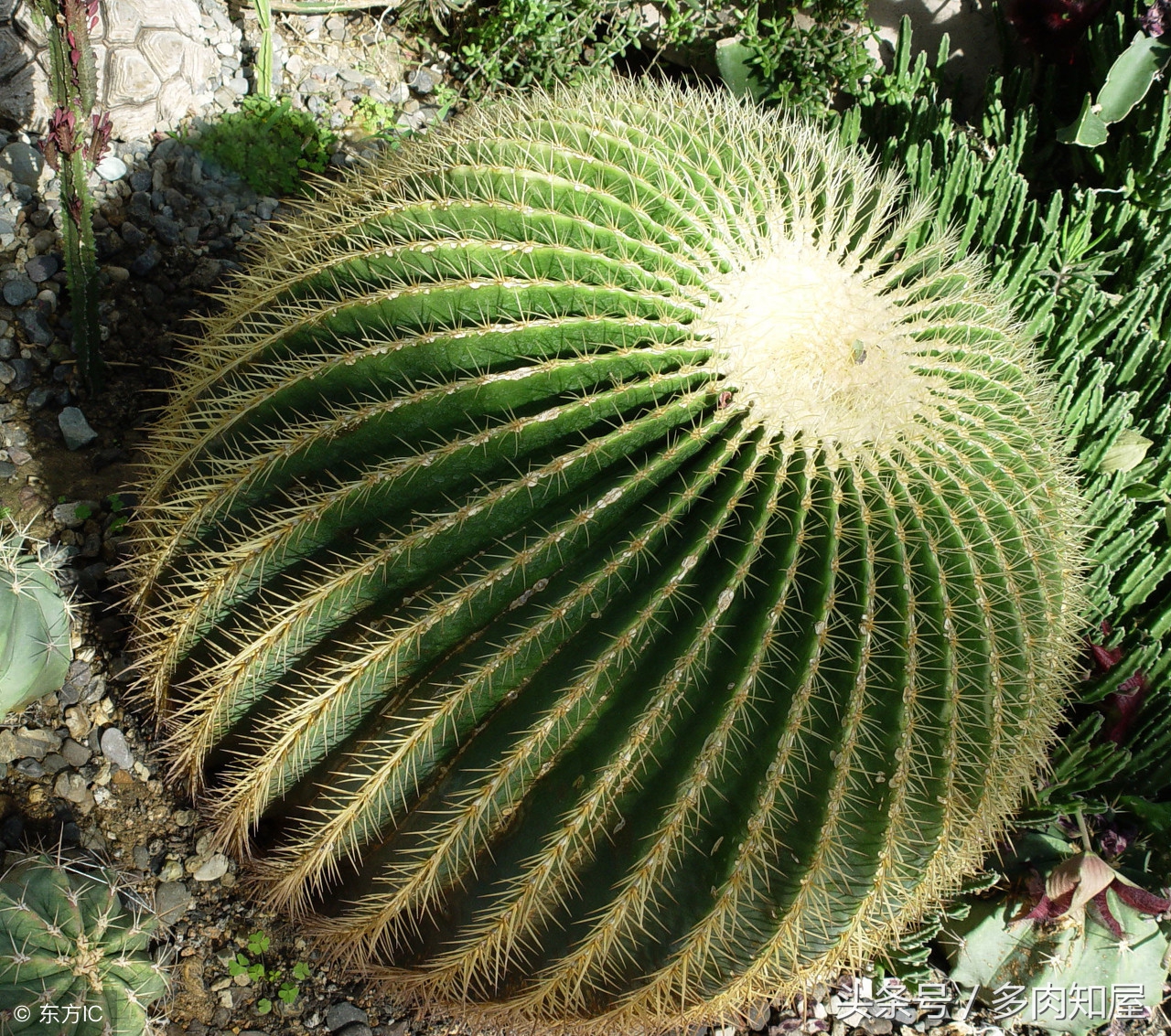 世界杯足球看点,世界杯有看点的比赛