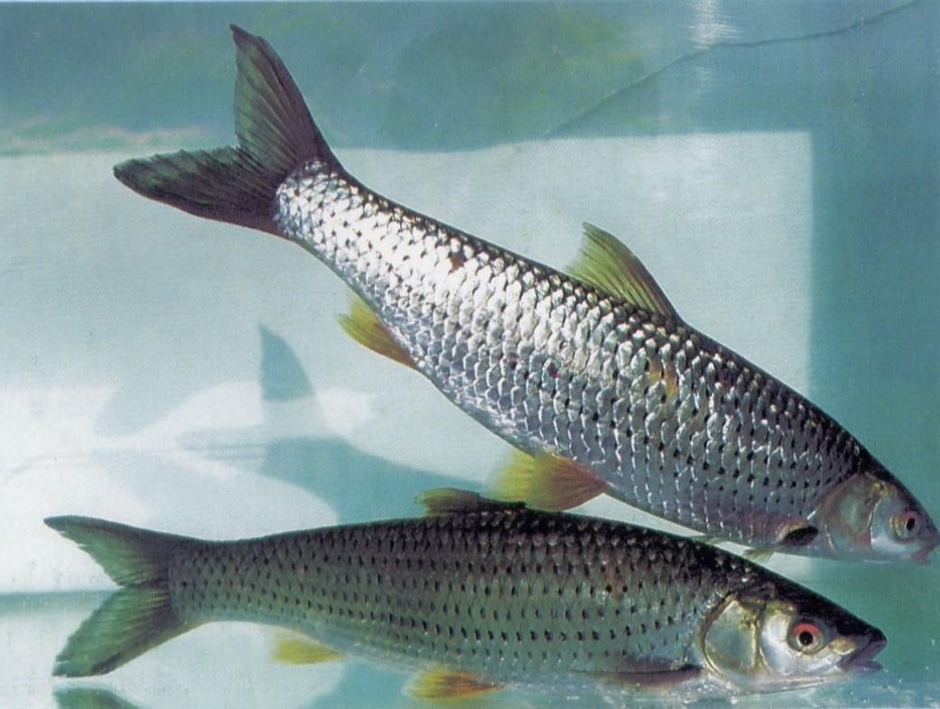 这几种鱼经常有人钓到但很少人认识，有的还是入侵物种