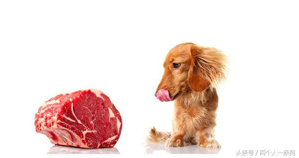 养过狗了就知道养狗要多辛苦,养小型狗一个月要花多少钱