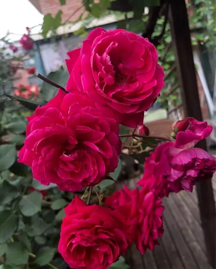 香香的花园自拍杆,香香的花围墙推荐