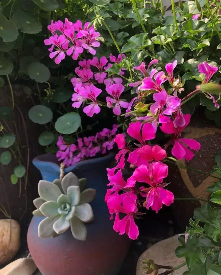 香香的花园自拍杆,香香的花围墙推荐