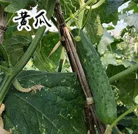 长春采摘农家乐一日游,长春市周边度假山庄农家乐