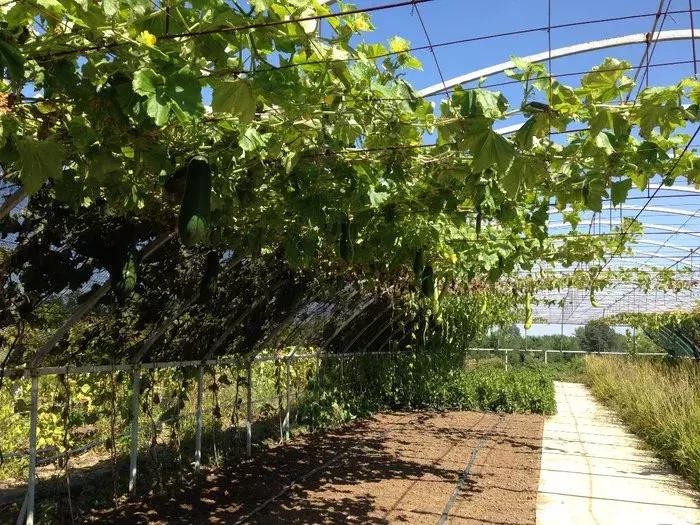 长春采摘农家乐一日游,长春市周边度假山庄农家乐