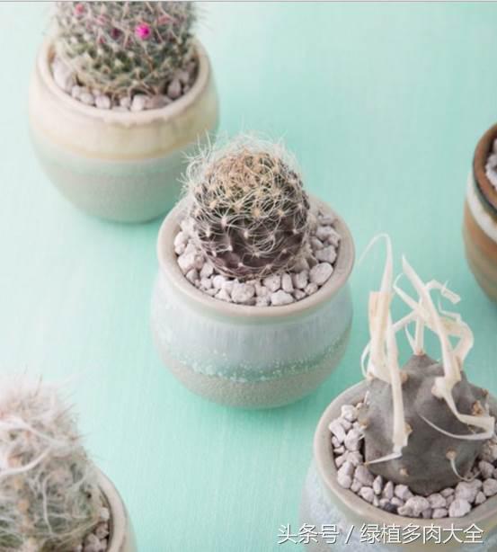 仙人掌刺太多怎么办,仙人掌要怎么预防虫害