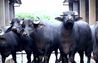 桂牛水牛乳业,桂牛水牛牧场纯牛奶