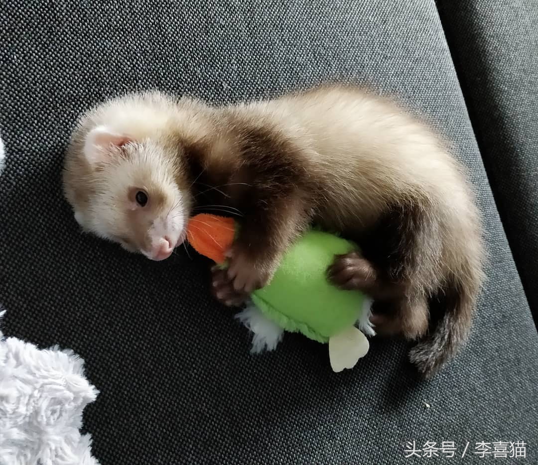 除了仓鼠猫狗以外的小型宠物推荐,除了猫狗还有什么可爱的家养宠物