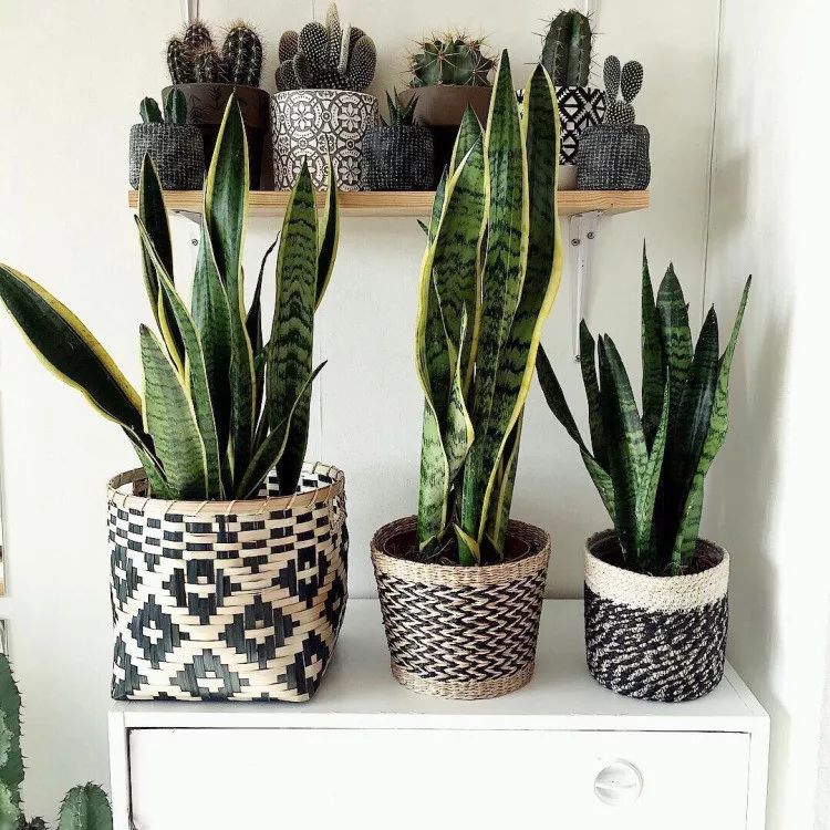 防辐射净化空气吸甲醛,吸收甲醛净化空气好帮手