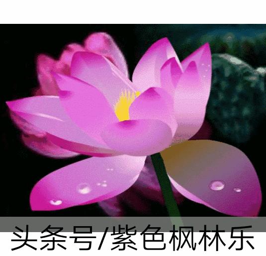 描写枫林诗苑的诗句,枫林诗苑对联大全