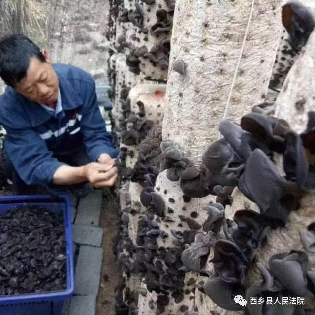 助力脱贫攻坚，鸳鸯池优质高山吊袋木耳等您品尝