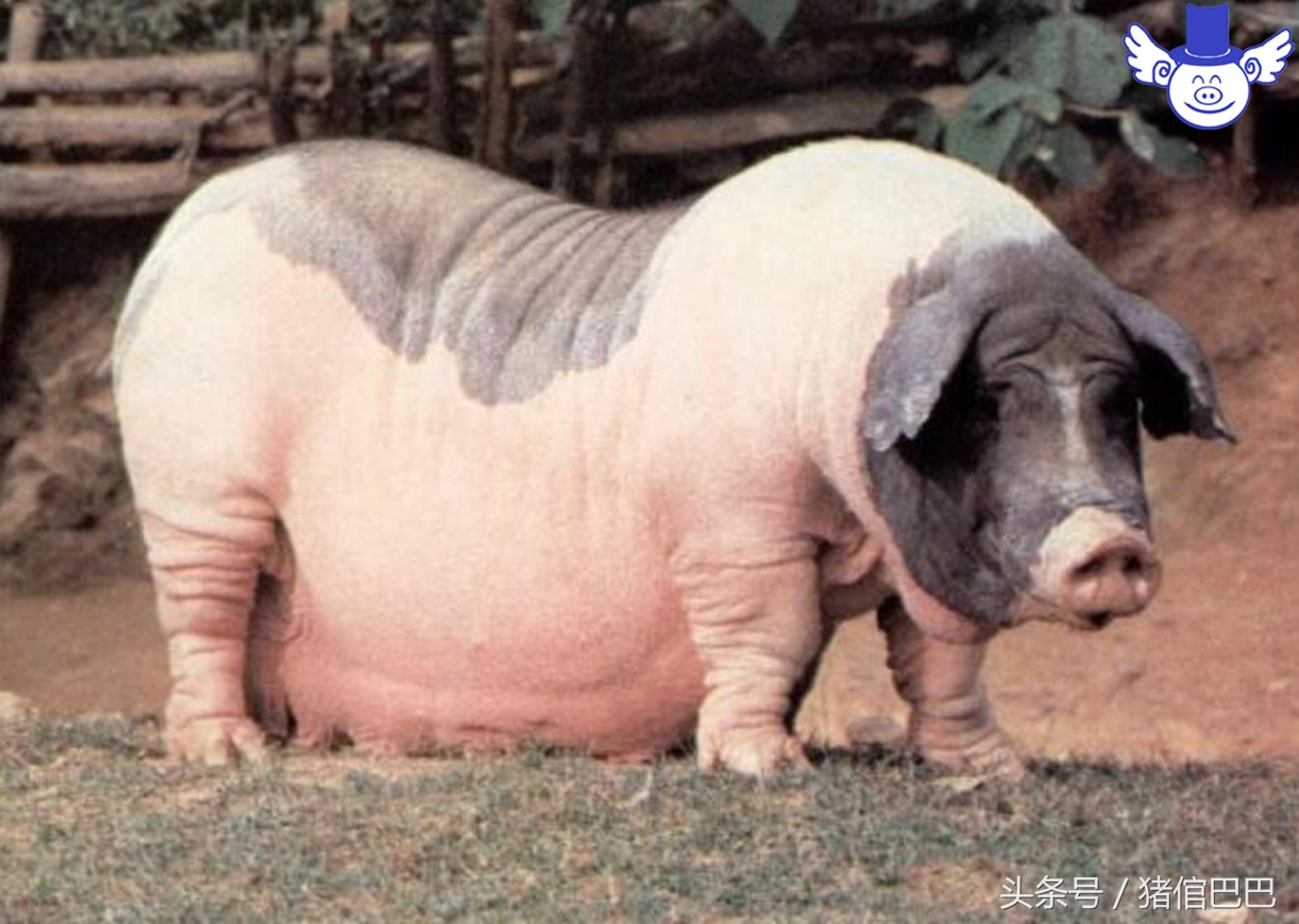 母猪产仔少的原因及治疗,妊娠母猪食欲太差怎么办