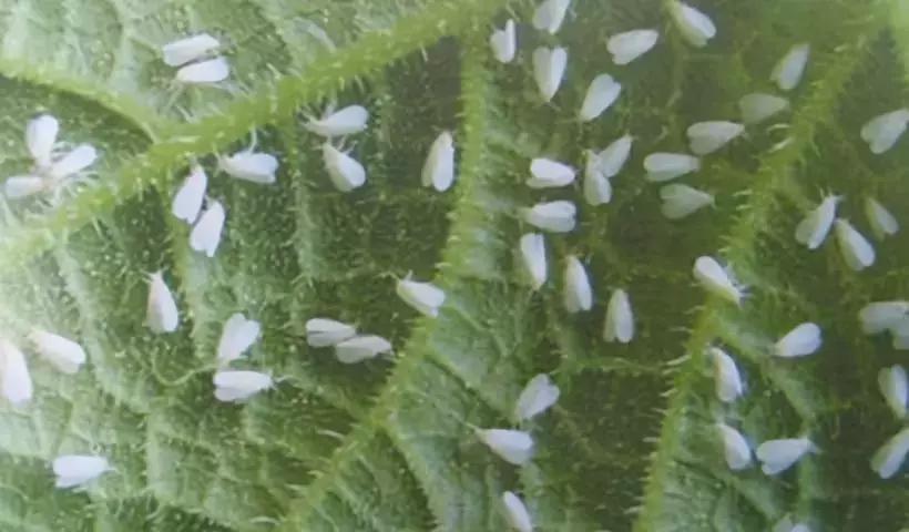 这几种害虫抗药性很强，怎么用药才能防？介绍几个混配药方！