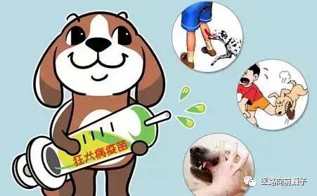 狗咬伤用什么药最有效,小孩被狗咬伤偏方