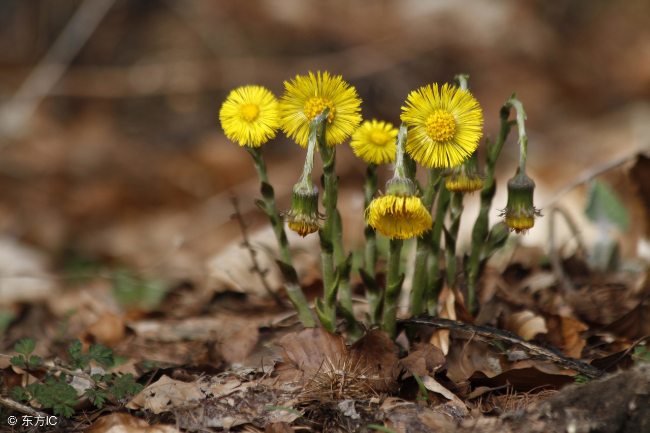 阴虚内热寒痰壅肺有中药调理,阴虚潮热盗汗是清火还是滋阴