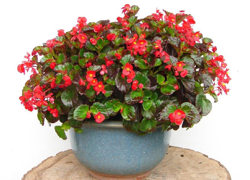 养花一定要养的3种植物,家庭养花应该注意哪些事项