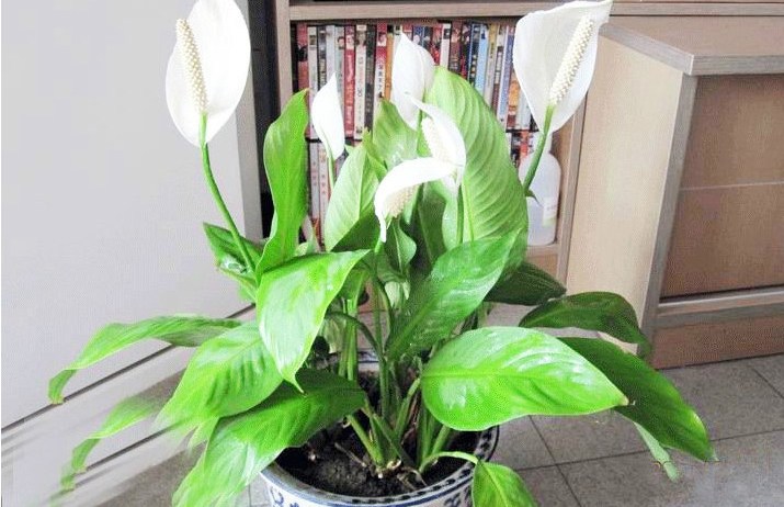 养花一定要养的3种植物,家庭养花应该注意哪些事项