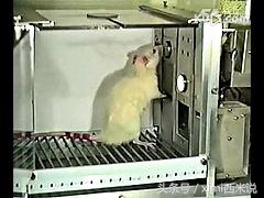 世界杯越来越没意思,世界杯没意义