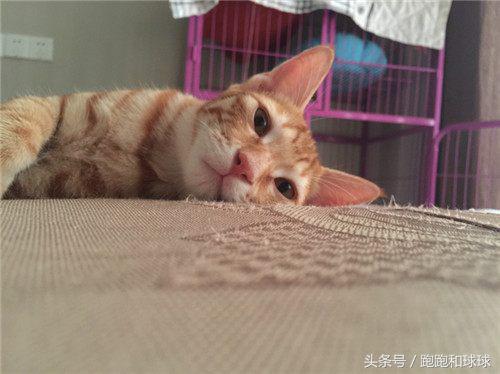 铲屎官必看养猫人最怕的3件事 (橘猫被铲屎官坑惨啦)