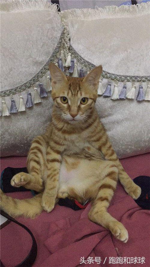 铲屎官必看养猫人最怕的3件事 (橘猫被铲屎官坑惨啦)