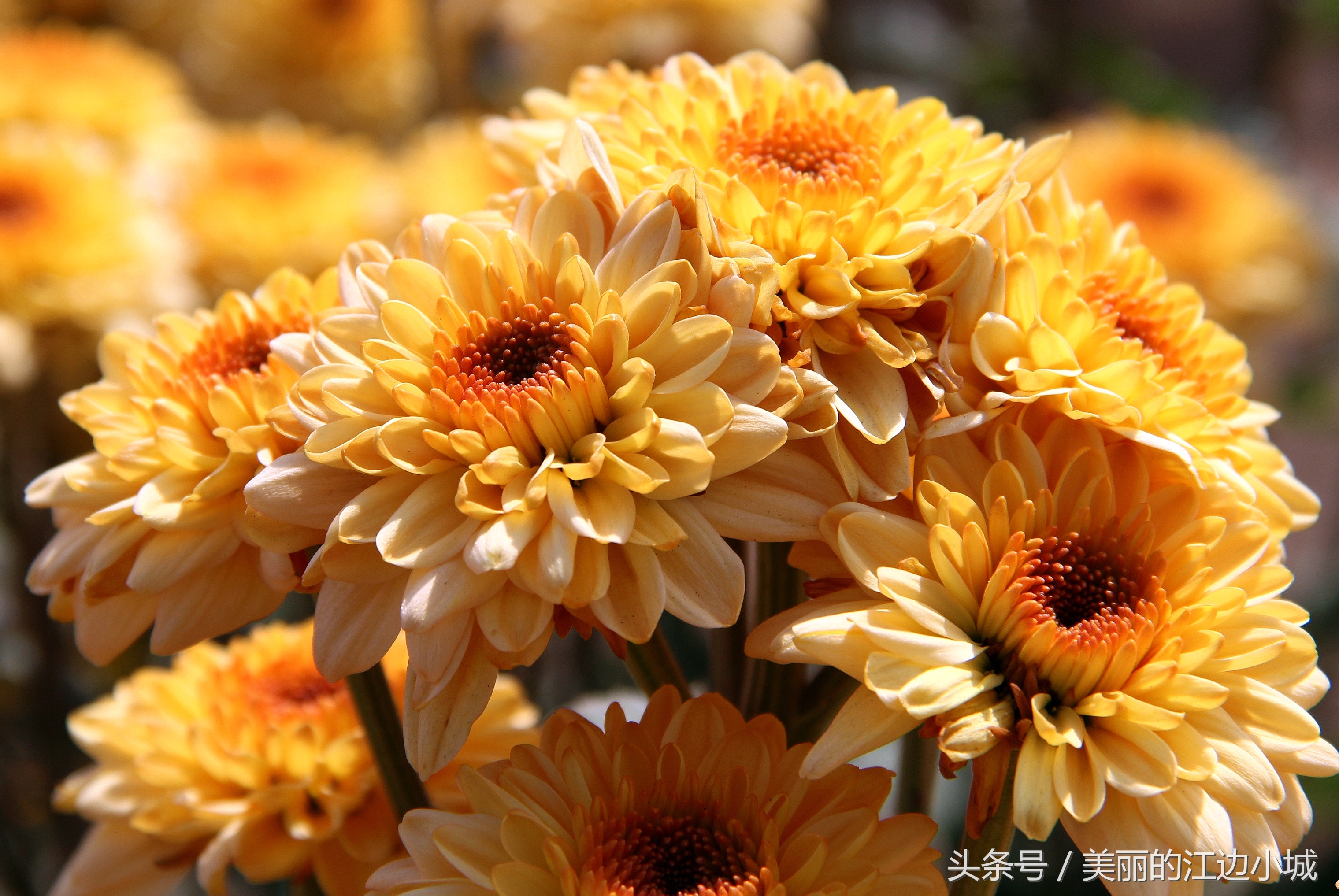 各市市花最好看,中国各城市独特的市花