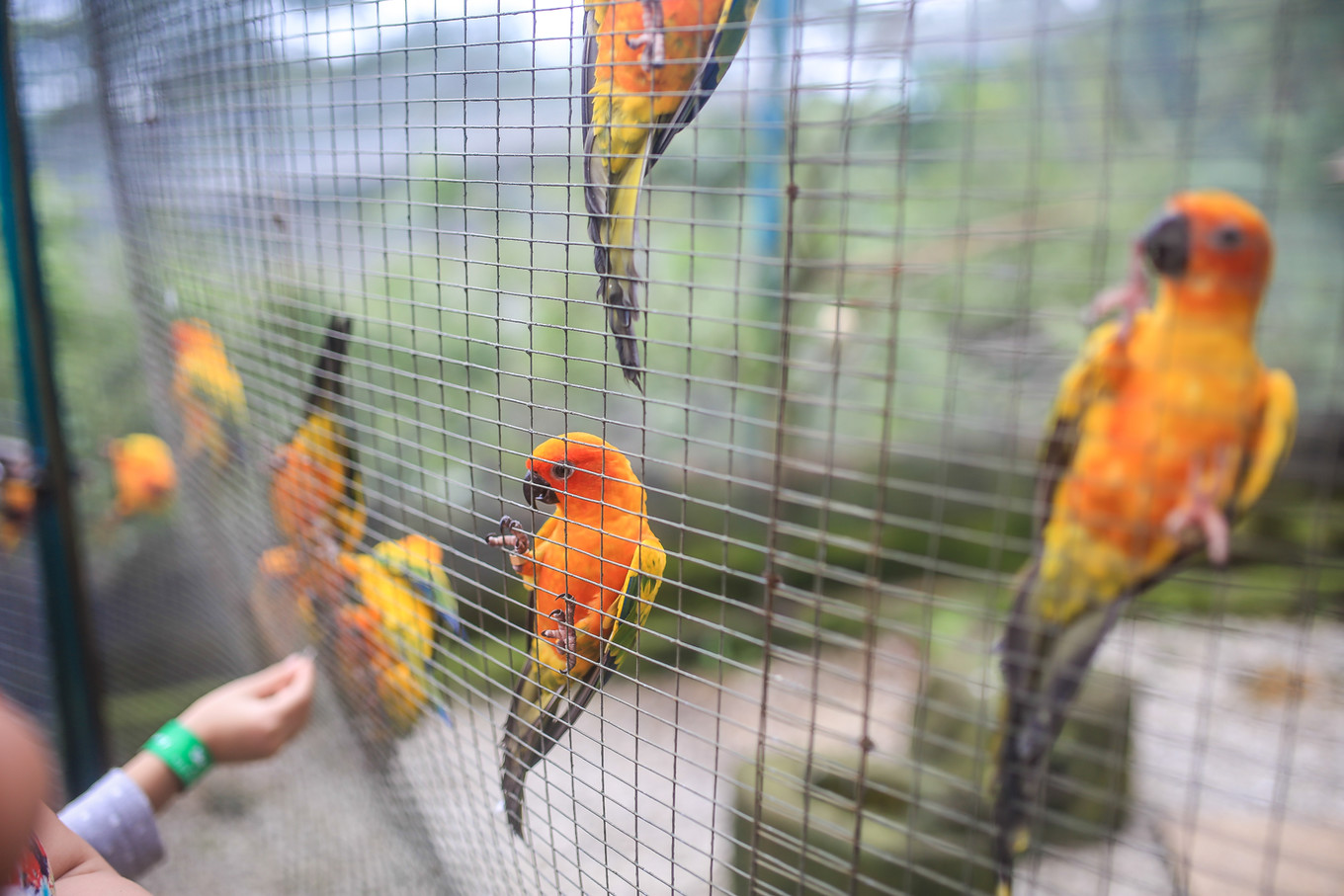 新加坡马来西亚亲子游攻略,马来西亚亲子游自由行旅游攻略