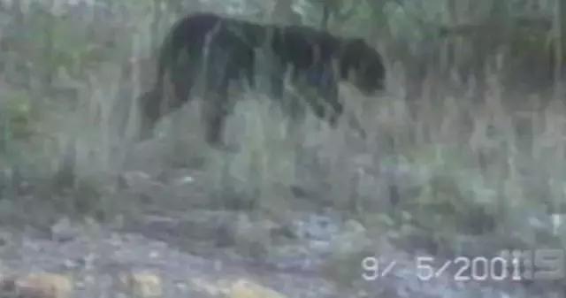 澳洲未解之谜，它又出现了！幽灵猫现，必有血案！