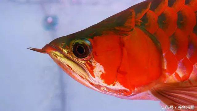 超级红的红龙,红彤彤顶级红龙鱼
