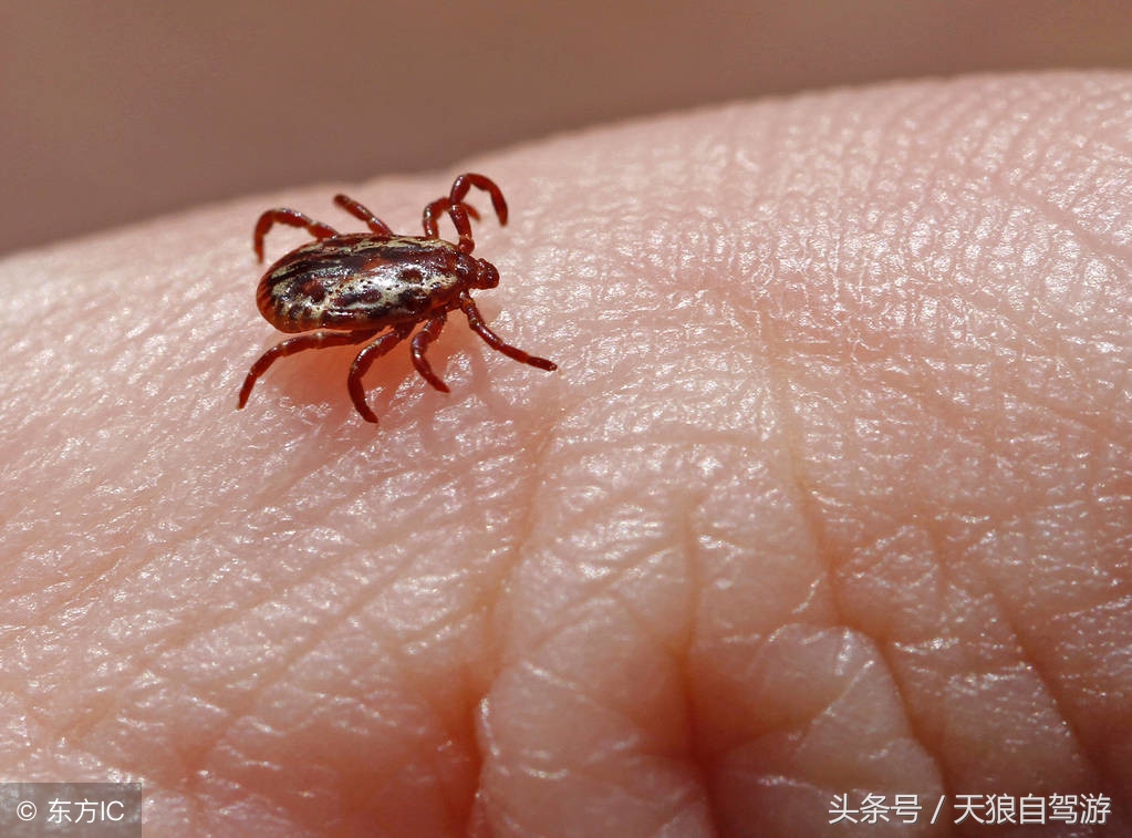 蛇虫叮咬怎么去除,避免蛇虫咬伤的安全措施