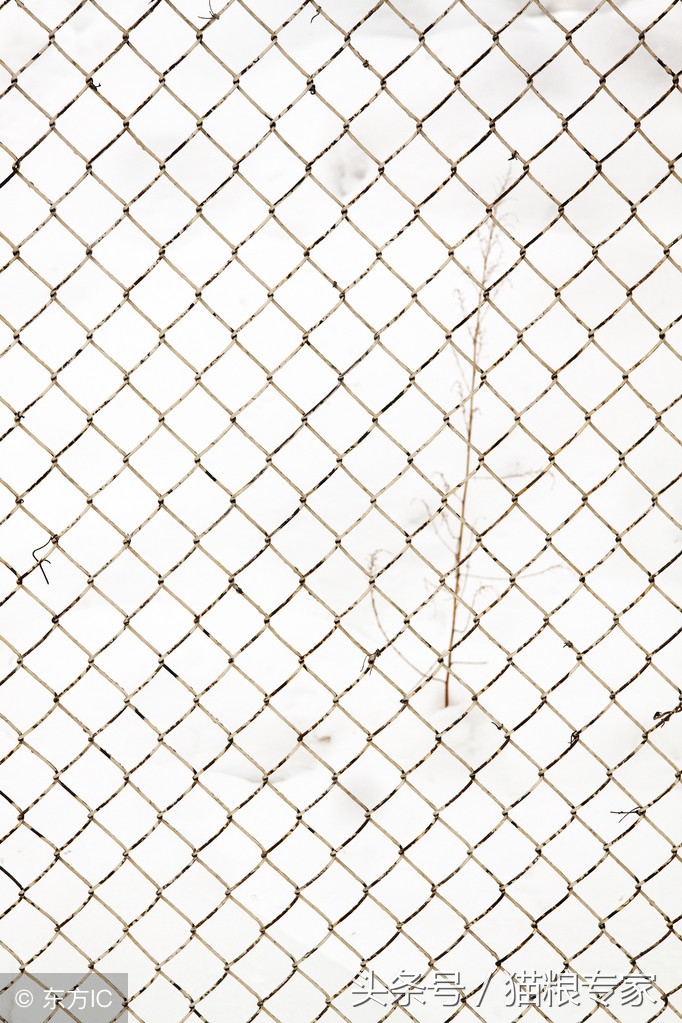 家中养猫需要留心的风水注意事项,养猫应注意哪些疾病会传染给人的