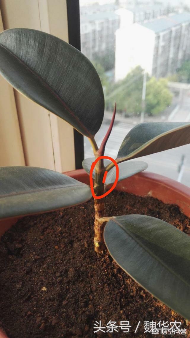 橡皮树叶子发软发黄怎么回事,橡皮树叶片发黄下垂怎么快速补救