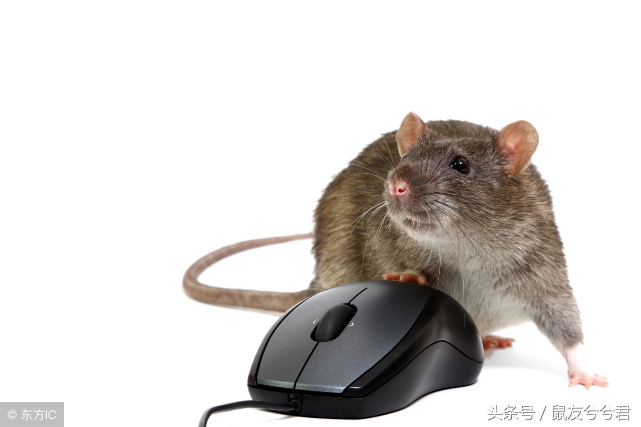 小仓鼠怎么避免生病或死亡,生病仓鼠饮食注意什么问题