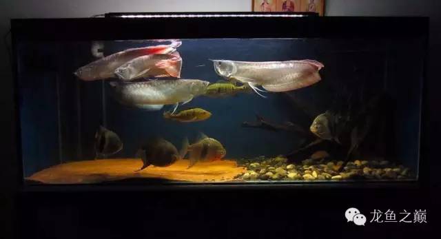 经典混养搭配,混养的问题及解决方法