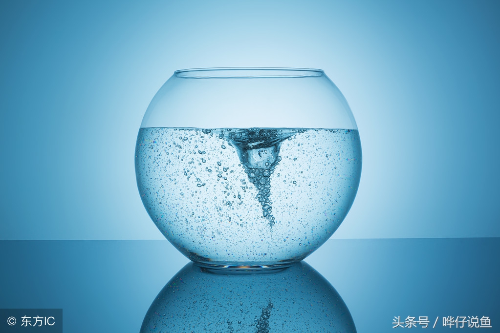 小热带鱼新入鱼缸怎么防死亡 (防宠物鱼缺氧的小妙招)