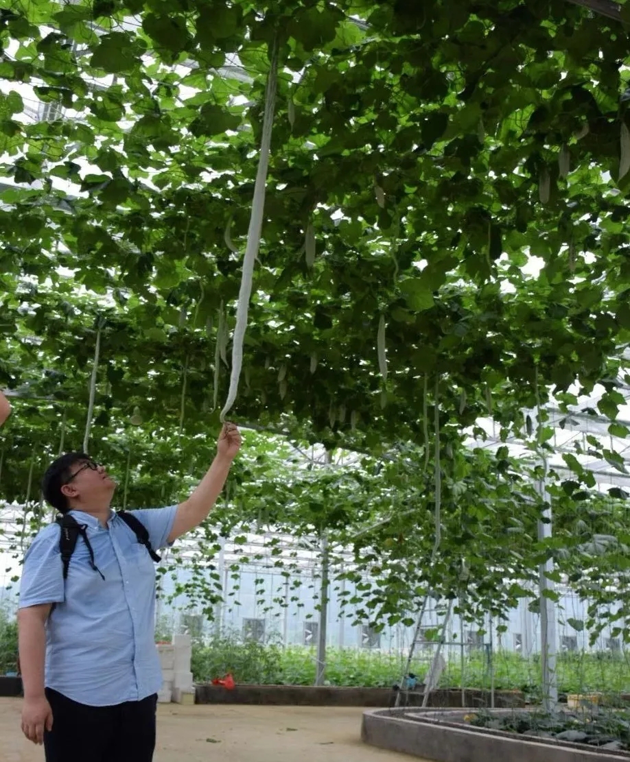 靠这些奇特“果果”也能致富？科技扶贫如有神助！