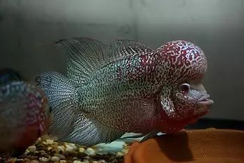 闆岄泟楸肩殑姝ｇ‘閰嶅鏂规硶,绉嶉奔濡備綍閰嶅