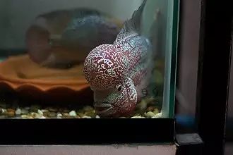 闆岄泟楸肩殑姝ｇ‘閰嶅鏂规硶,绉嶉奔濡備綍閰嶅