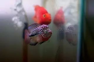 闆岄泟楸肩殑姝ｇ‘閰嶅鏂规硶,绉嶉奔濡備綍閰嶅