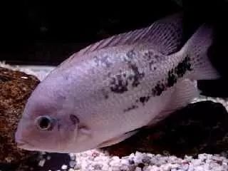 闆岄泟楸肩殑姝ｇ‘閰嶅鏂规硶,绉嶉奔濡備綍閰嶅