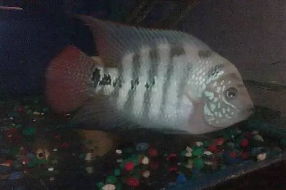 闆岄泟楸肩殑姝ｇ‘閰嶅鏂规硶,绉嶉奔濡備綍閰嶅