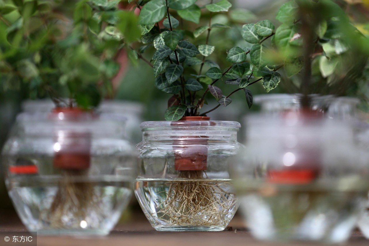 新型特色农业种植,农业大棚无土栽培基地