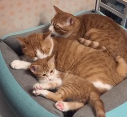 猫咪真的很喜欢欺负狗狗，就连汪星人舒适的小窝也要强行霸占